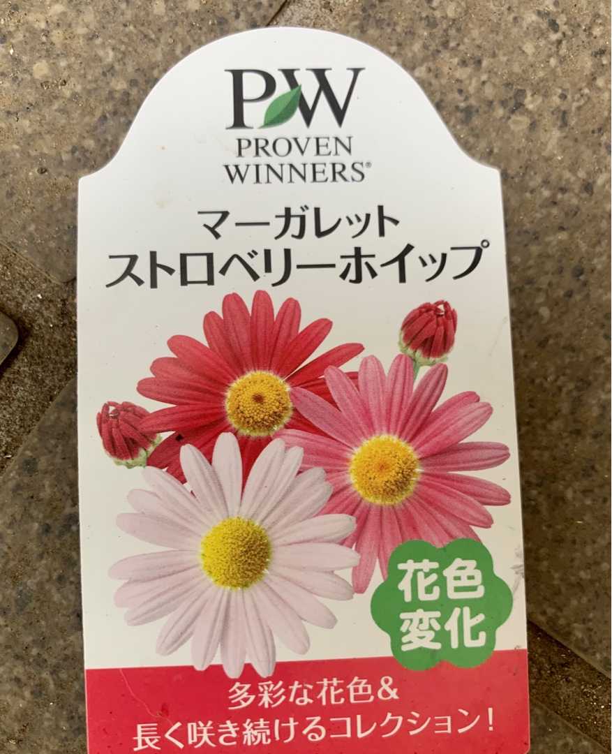 うちの花の撮影 マーガレット ストロベリーホイップ 額縁プランター マックスマム 香りフロックス デロスペルマ アジュガ ベロニカ クレマチス パテンス系ヴィオレットなど Music Land 私の庭の花たち 楽天ブログ