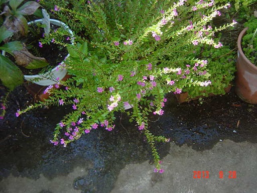 DSC01216.JPG
