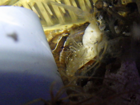 トゲタナバタウオ6　Belonepterygion fasciolatum