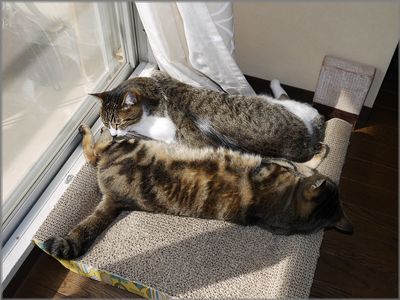 日だまりはいろんなことが許される