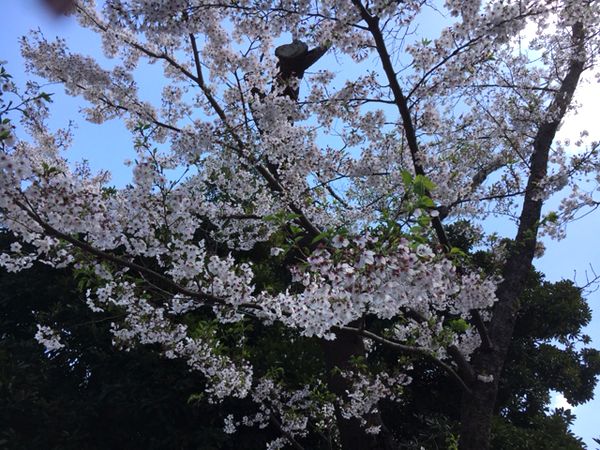 お花見 本日の野毛山公園 ユニフォームのダイイチ 楽天ブログ
