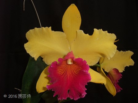 Blc. Alma Kee 'Tipmalee' 20160130-2