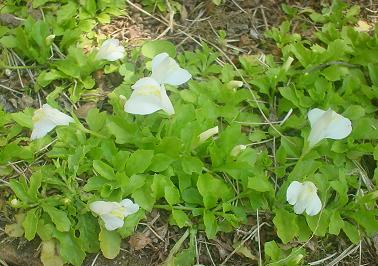 2013年4月28日 白花サギゴケ.jpg