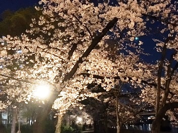 花見４.JPG