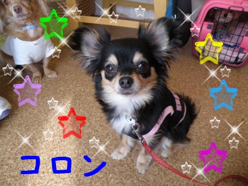 ｺﾛﾝ.JPG