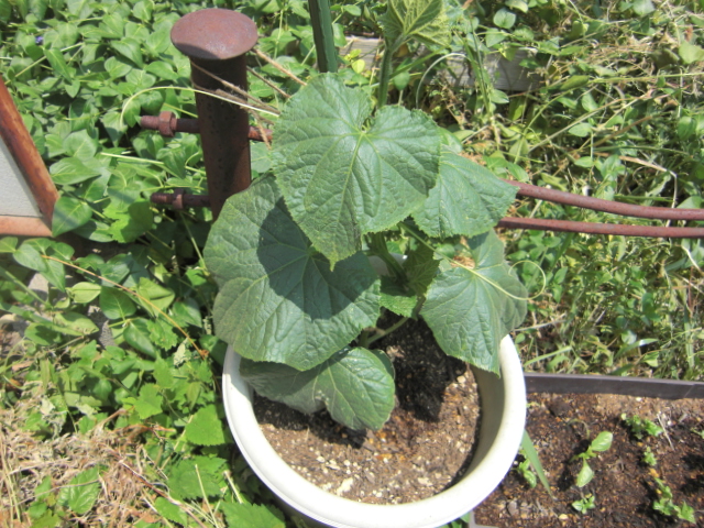 20150528-2.JPG