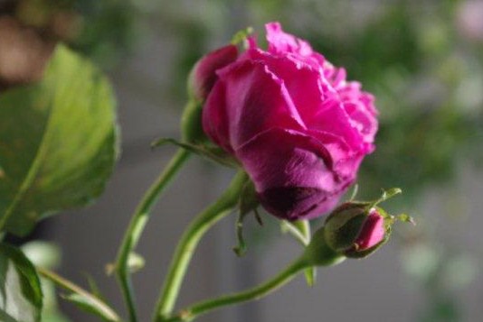 IMGP2334.jpg