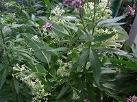 誕生花のないヤコウボク 夜香木 の花言葉 高貴な心 星形に開く花が夜の庭から部屋まで届ける甘い香り 弥生おばさんのガーデニングノート 花と緑の365日 楽天ブログ
