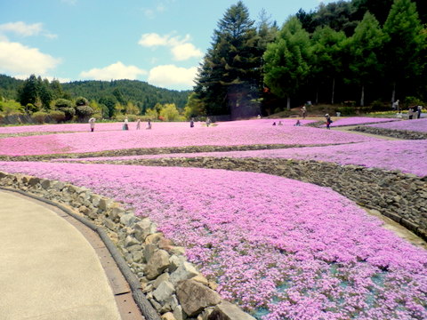 芝桜-2