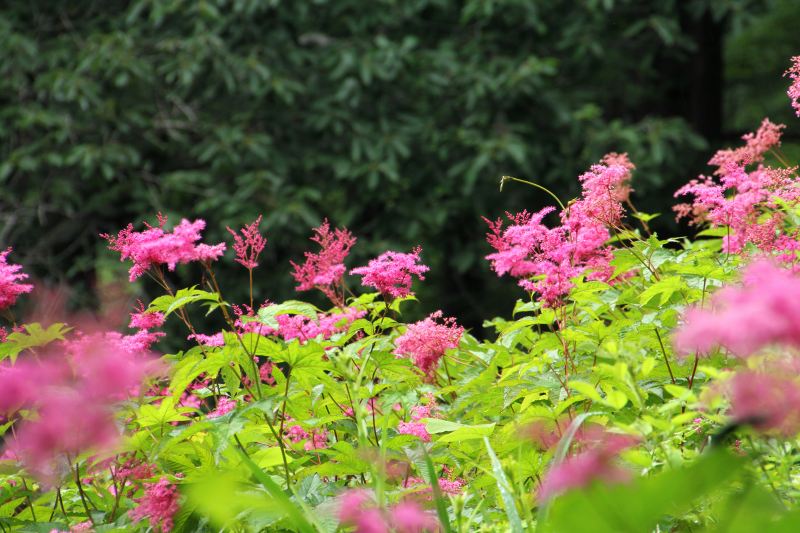 六甲山高山植物園_04.jpg