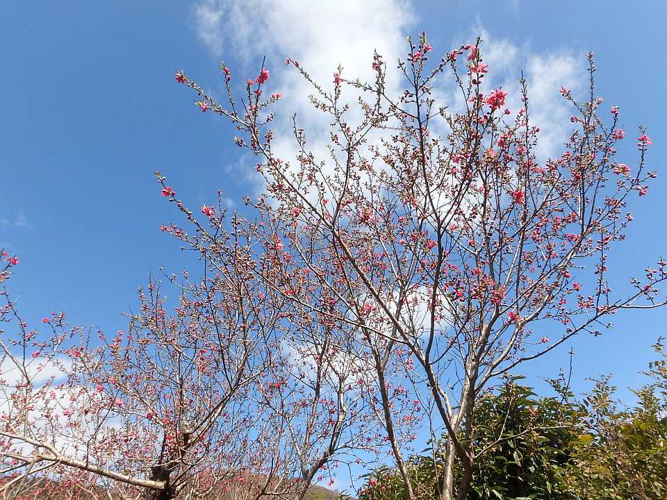 桃の節句 の日の 桃の花 ほか 岡山大学 半田山植物園 楽天版じぶん更新日記 楽天ブログ