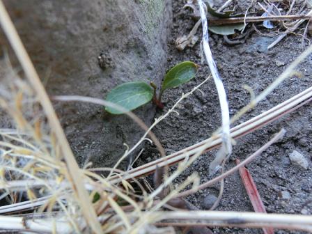 クリスマスローズ