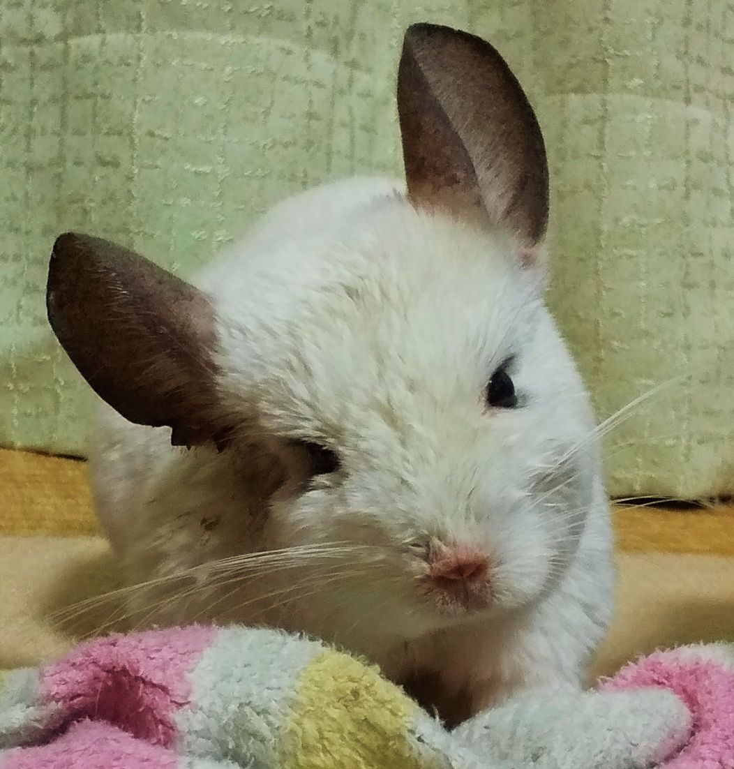 だいは今 がんばっています チンチラのいた部屋 その後 楽天ブログ