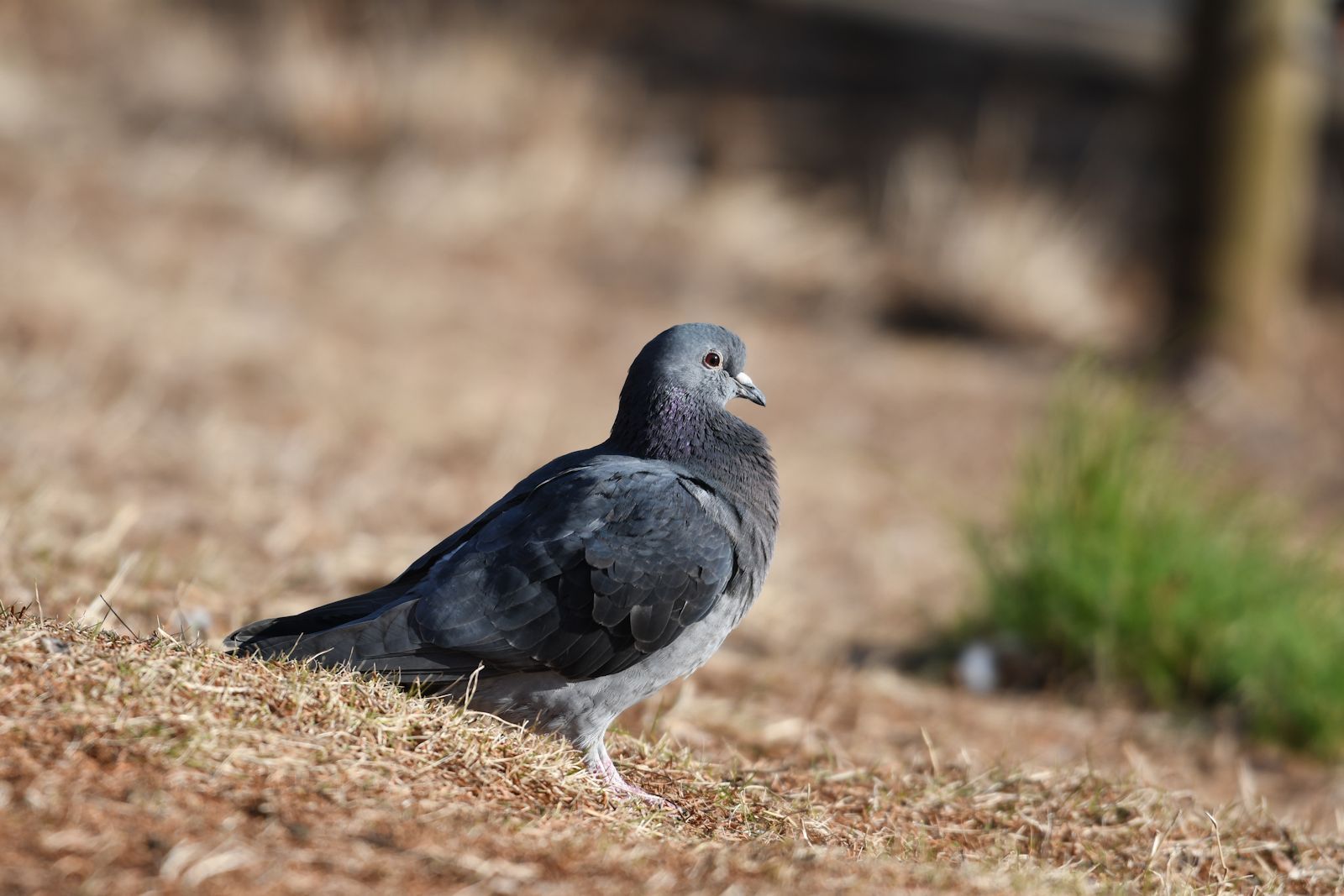 灰色のハト ハトの仲間（出会った鳥たち） 「気ままに自然観察」