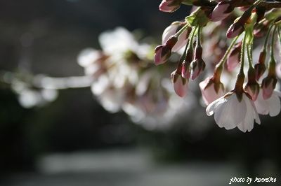2012 Sakura　かまくら