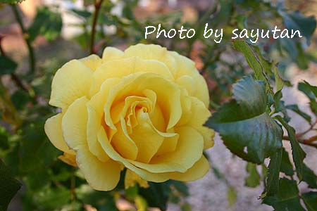 ゴールドバニー