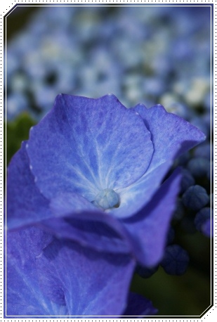 大乗寺丘陵公園-20 渥美しぼり-2 13.6.22