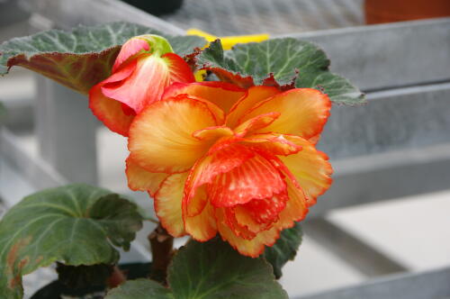 神代植物公園のベゴニア