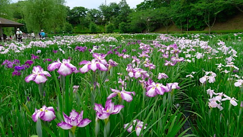 あやめ祭り