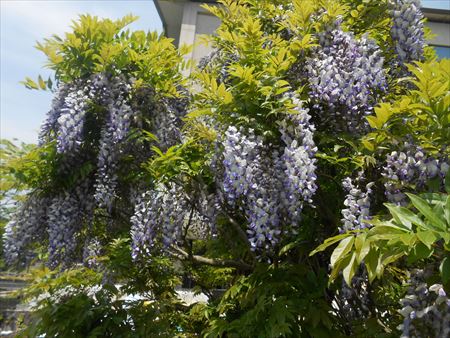 箱根ホテル　藤の花