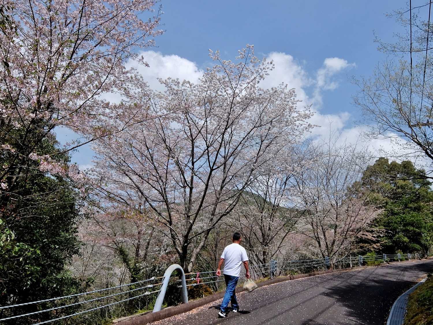 七越峰森林公園 本宮大社 桜 花見 和歌山 