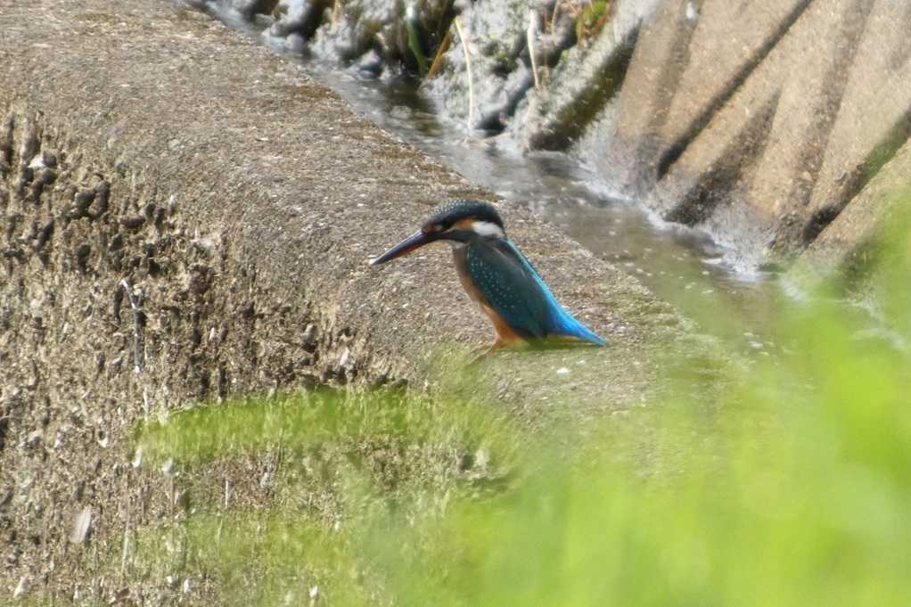 515