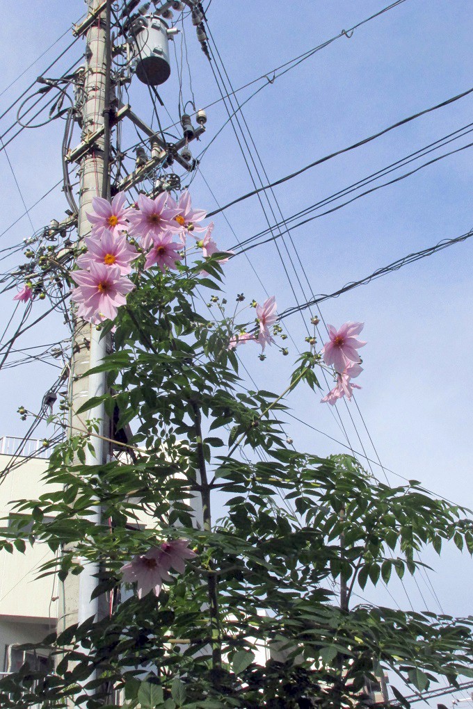 皇帝ダリア （Dahlia imperialis ）