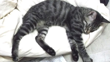 すずひめ　10月31日　ベット　睡眠　01.jpg
