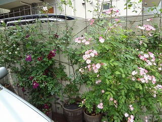 DSC01153.jpg