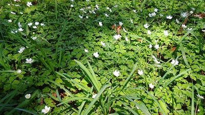 ニリンソウ