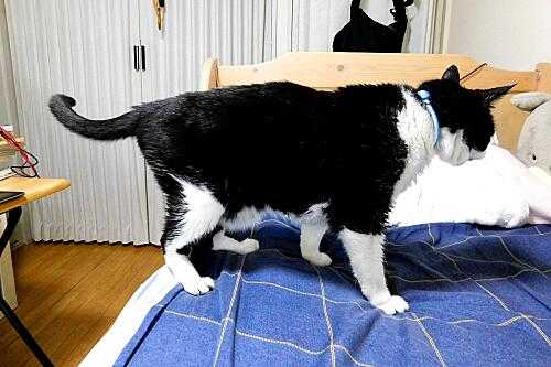 2足歩行ロボット | 耳（ミミ）とチャッピの布団 - 楽天ブログ