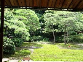 杉苔.jpg