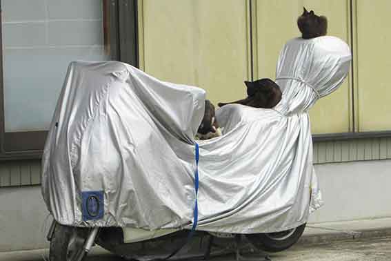 我が家のニャンコ♪2016/6/7-2