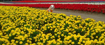 20130815なかふらの