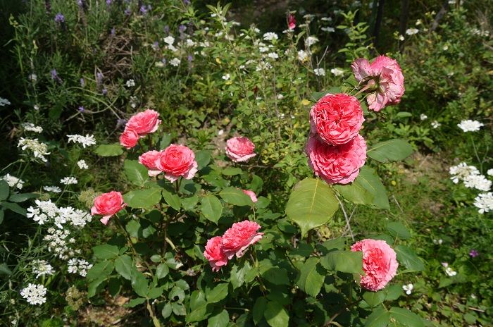 シャンタルメリュに蝶♪＆フランボワーズバニーユ、ローズコロナ、フェリシテパルマンティエ | バラの香る庭へようこそ～ - 楽天ブログ