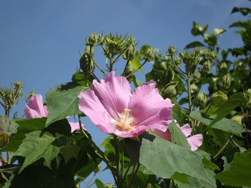 fuyou-b.jpg