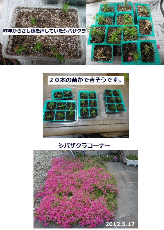 シバザクラの挿し芽つくり