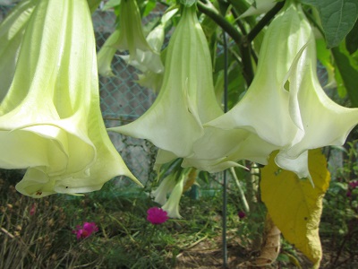 花４.jpg