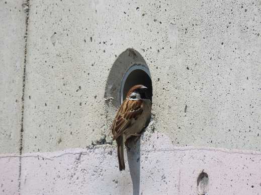 スズメの ロミオとジュリエット 弥富野鳥園駐車場の近くにて 本の森で呑んだくれ 活字の海で酔っ払い 楽天ブログ