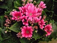 １月２５日の誕生花 サイネリアの花言葉 常に快活 春遅くまで色鮮やかに いつも喜んで 咲き続ける明るい花 弥生おばさんのガーデニングノート 花と緑の365日 楽天ブログ