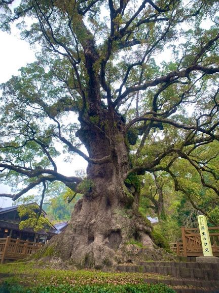 鹿児島県姶良市 『蒲生八幡神社、蒲生の大楠』 