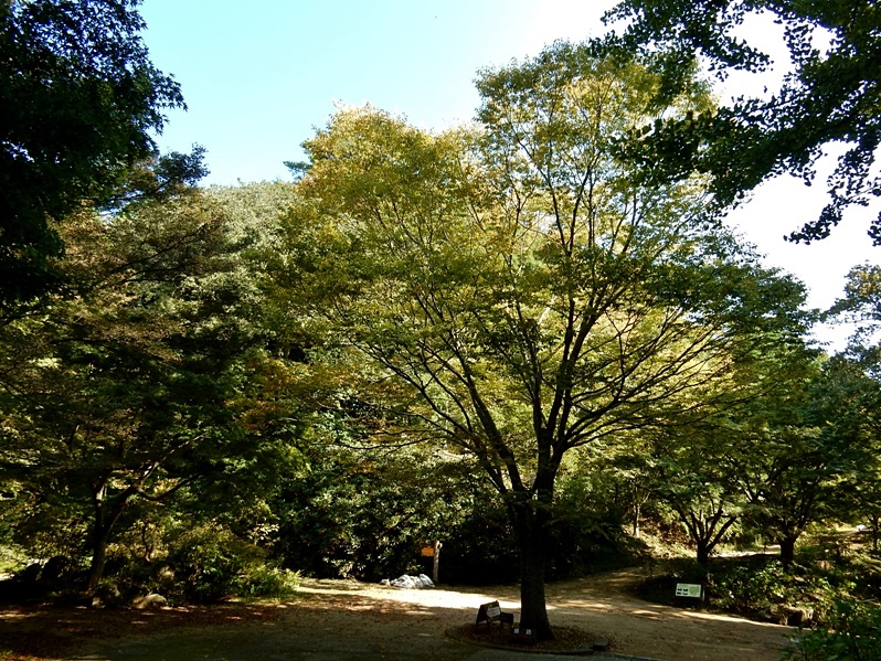 あじさい坂5.JPG