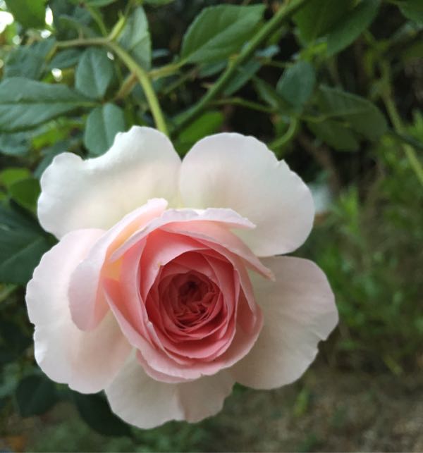 rblog-20160801233609-01.jpg