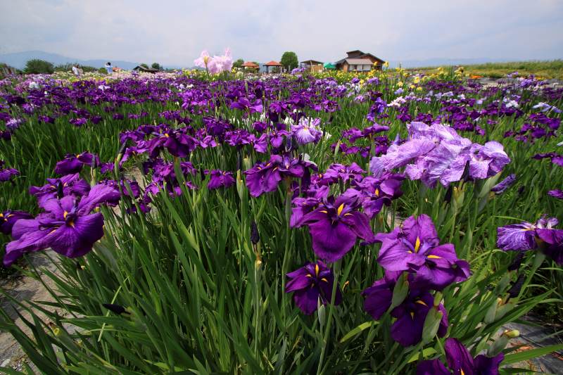 新旭花菖蒲園_2.jpg