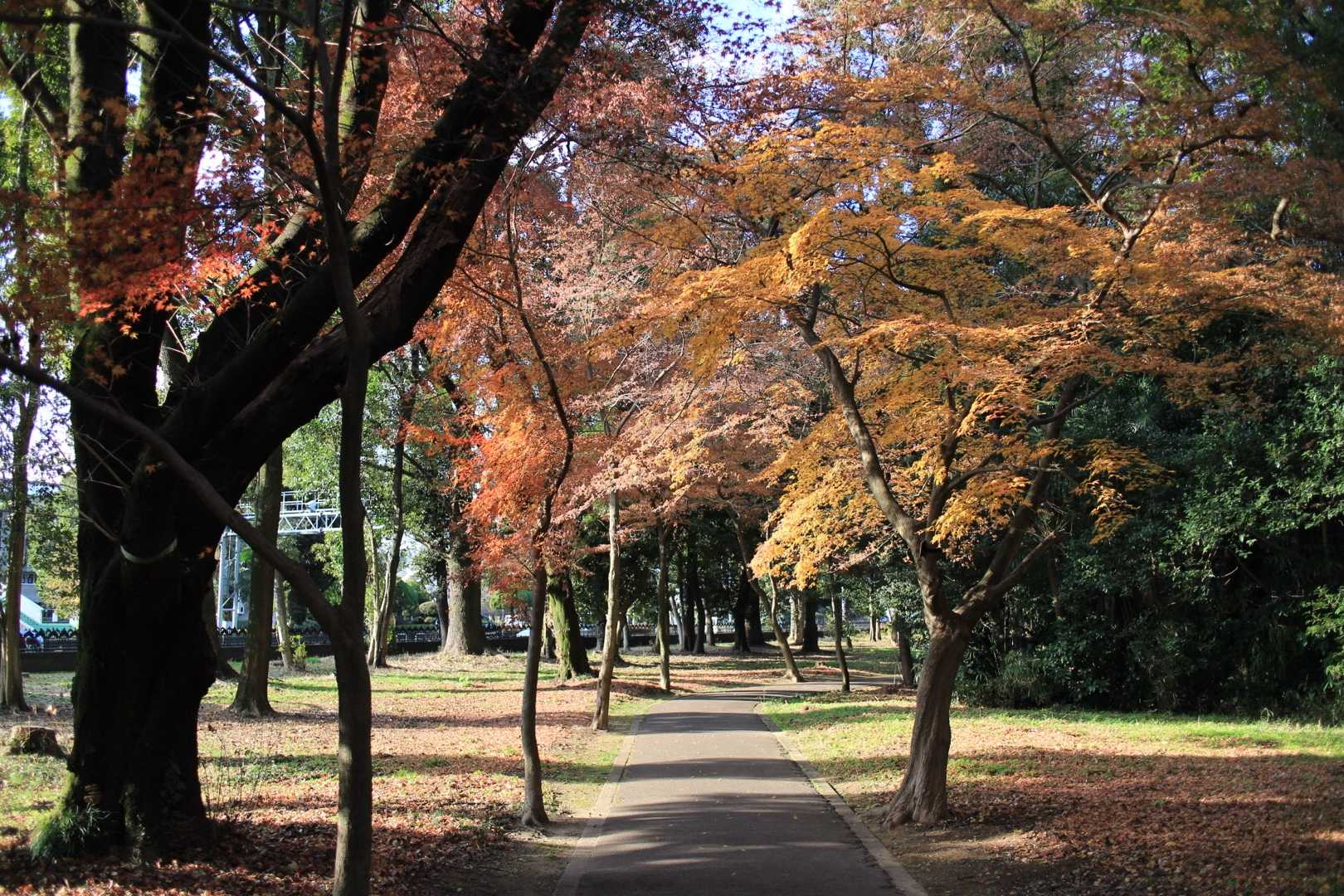 2 庭木と言えばイロハモミジ Growth Diary Of Plants 楽天ブログ