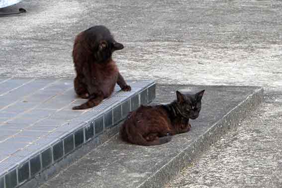 我が家のニャンコ♪2016/6/10-3