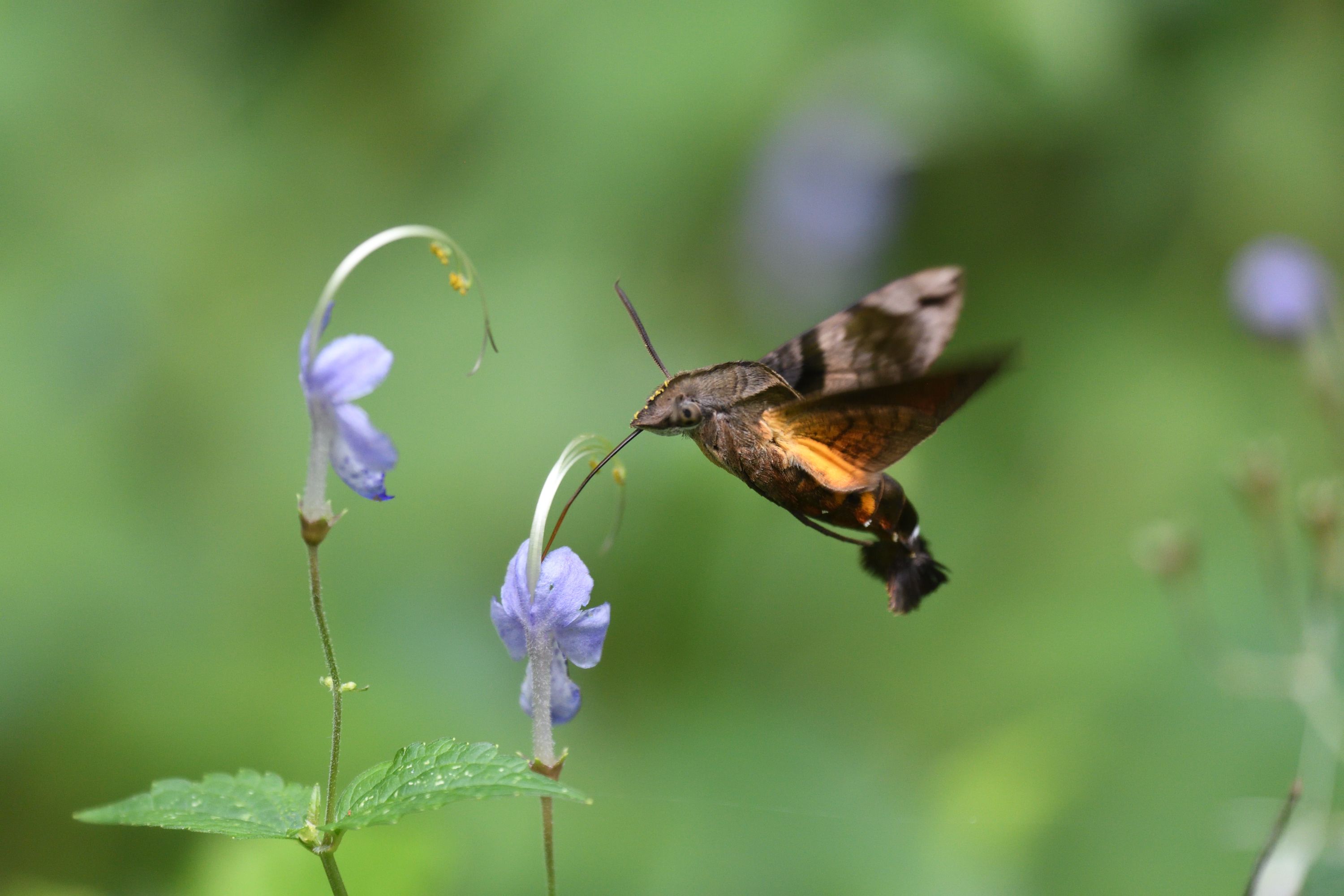 少し小さいホウジャクも 羽生結弦選手の絵馬 南風のメッセージ 楽天ブログ