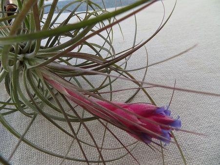 チランジア ストリクタの花が咲いた 静かな時が流れる 風の庭 楽天ブログ
