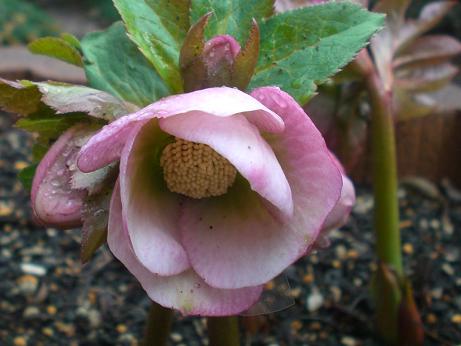 クリスマスローズ