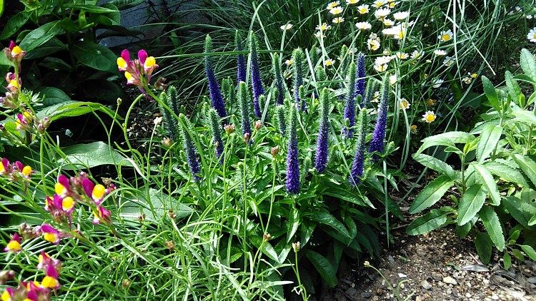 今日の庭の花 Miraiの庭 つれづれに 楽天ブログ
